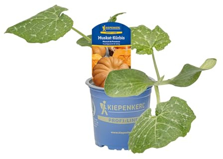 Kiepenkerl Muskat-Kürbis Muscat de Provence Cucurbita moschata aromatisch 10,5cm Topf