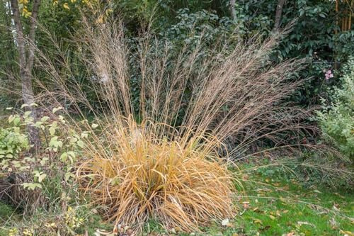 Molinia arundinacea 'Fontäne' 11 cm Topf – Winterhart, Mehrjährig, Pflegeleicht – Pfeifengras – Ziergras für Beet & Garten
