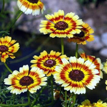 Semi Guirlande crisantemo, confizione originale, 30 semi, pirentro dipinto margherita carinatum crisantemo I63