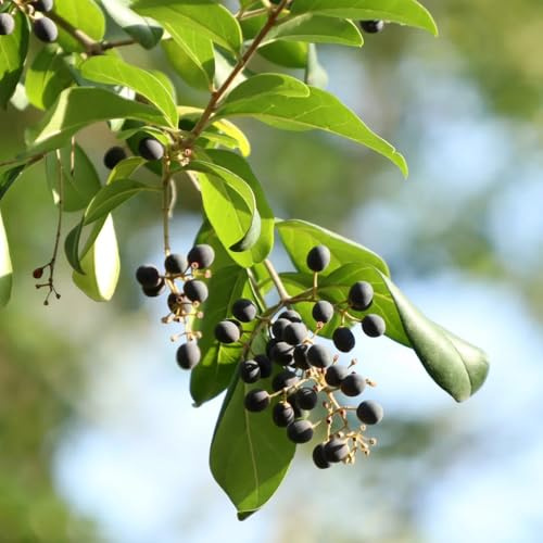 di siepe di ligustro decorazione autunnale del da giardino ligustro arbusti a crescita da appartamento che purificano l'aria semi tappezzanti siepe 160semi