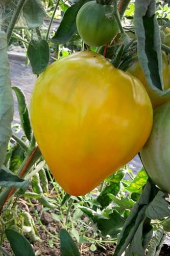 King of Siberia Tomate - Tomaten 5+ Samen Saatgut - Seeds - Tomatensamen P 462