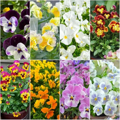stiefmütterchen - wildblumenwiese mehrjährig gartensamen blumensaat garten blumendeko balkonblumen schattenpflanzen winterharte kübelpflanzen deko 400samen