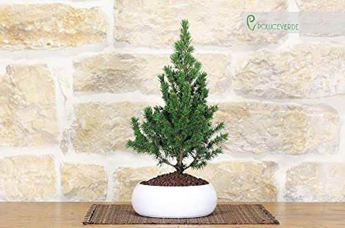 Bonsai di Abete in ciotola bassa