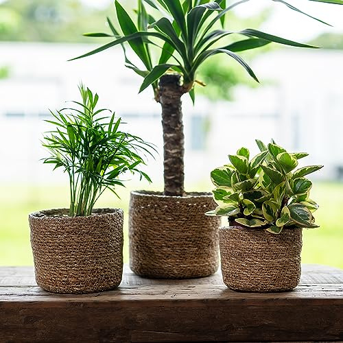 DARO DEKO Seegras Korb rund Natur Ø 19 x 16cm mit Einsatz Blumentopf geflochten Aufbewahrungskorb Über-Topf Blumenkorb