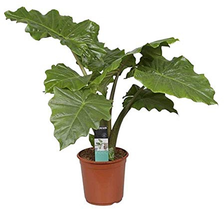 Alocasia Portodora, ca. 90 cm – Exotische Zimmerpflanze, Elefantenohr, Große Grünpflanze für Zuhause & Büro