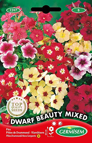 Germisem Flammenblume, mehrfarbig, EC1597