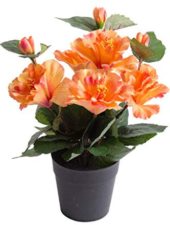 Nova-Nature künstlicher Hibiskus mit 5 Blütenköpfen im schwarzen Kunststofftopf (pfirsich-lachs)