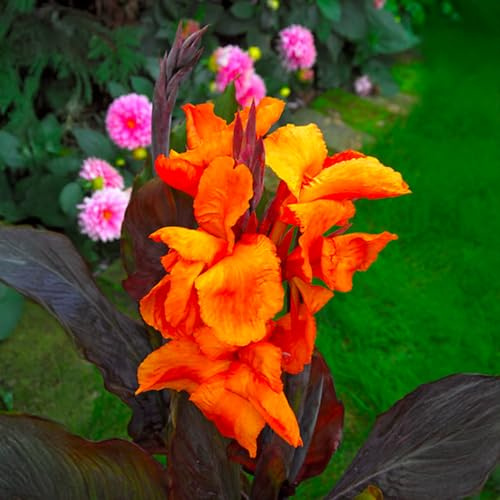 Bulbi di CANNA INDICA | Bulbi provenienti dai migliori produttori Olandesi | Esclusiva selezione e controllo qualità | Fioritura garantita dal primo anno. (1 Canna Indica a foglia scura WYOMING)