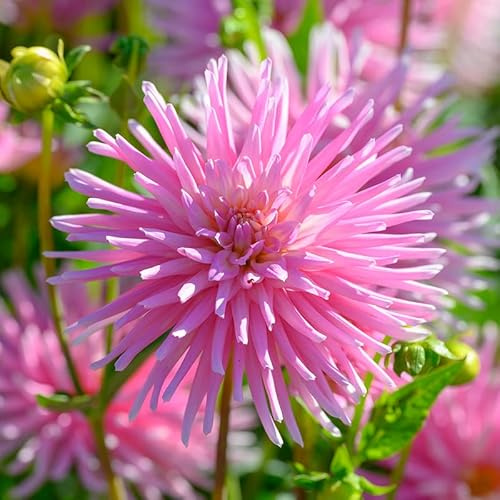 Dahlie Park Princess | 1 Stück | Knolle | Rosa | 100% Blütegarantie | QFB Gardening
