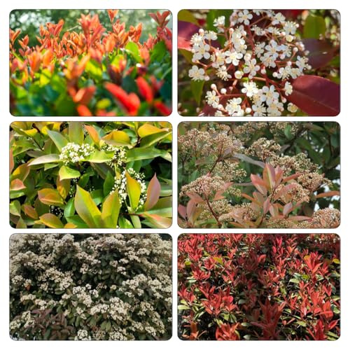 semillas Photinia red robin - petirrojo rojo de silvestres, siembra otoño, balcón resistentes silvestres balcón decorativas 150pcs