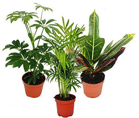 Set de 3 plantes d'intérieur - type 1-9cm
