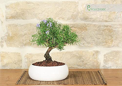 Bonsai di Rosmarino in ciotola bassa