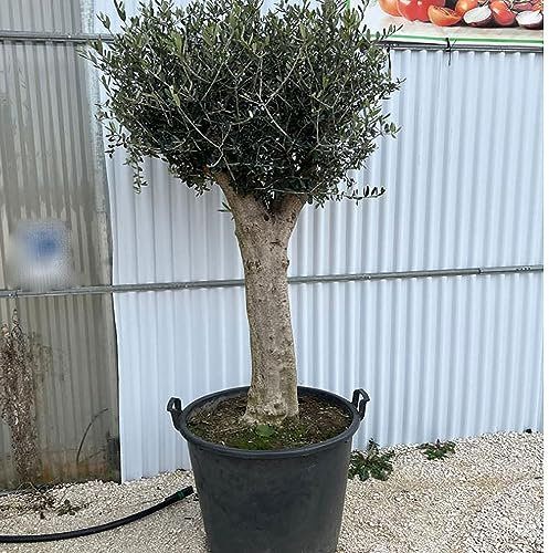 SAVINI VIVAI Obstpflanzen Leccino Olivenbaum mit großem Stamm im Kübel 70 cm Höhe 170-190 cm Hergestellt in Italien