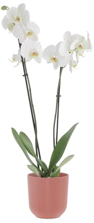 KENTIS - Orchidea Phalaenopsis Bianca - Piante Vere da Interno Fiorite - H 60-70 cm Vaso Ø 12 cm