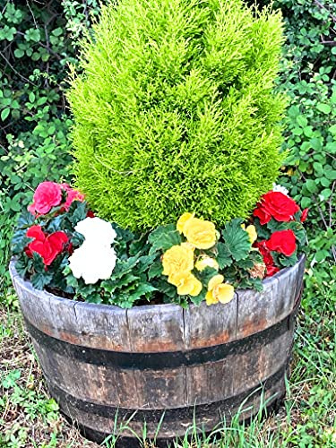 9 x Hardy Begonia grandiflora Mixed Colours (Corms to Plant Yourself) Free UK Postage