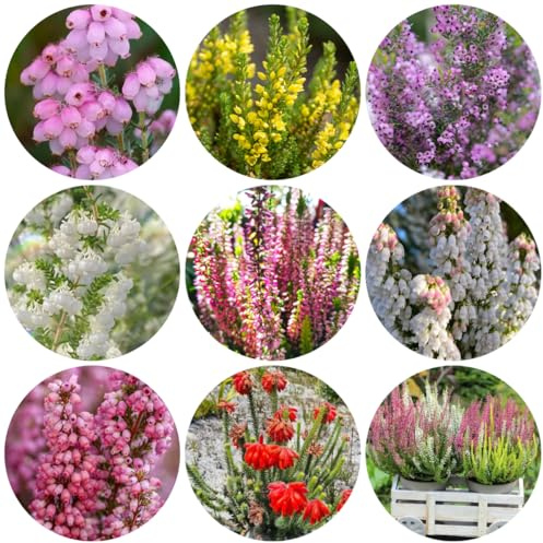 semi resistenti all'erica - arbusti resistenti, semi di recisi erica ornamentali, decorazione, arbusti balcone perenni giardino, 150pcs