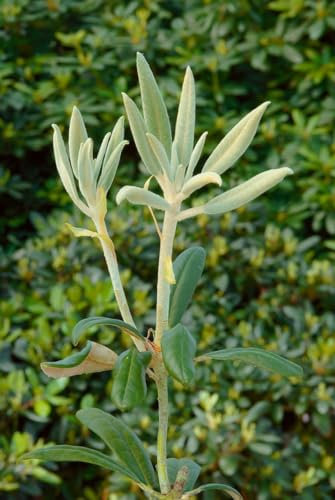 Rhododendron bureavii 'Volce' 30-40 cm - Rhododendron, cremeweiße Blüten, Blütezeit Mai-Juni, ideal für Halbschatten, immergrün, winterhart