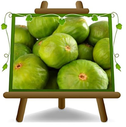 EURO PLANTS VIVAI Fico Panino pianta da frutto antico su vaso da 20 cm. *Altezza: 150~170 cm. età 2 anni