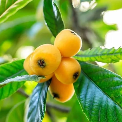 Wollmispel, kaufen säulenobst baumsamen obstbaum exotische seltene geschenke für gartenfreunde säulenobstbäume winterhart obstpflanzen garten 6Samen