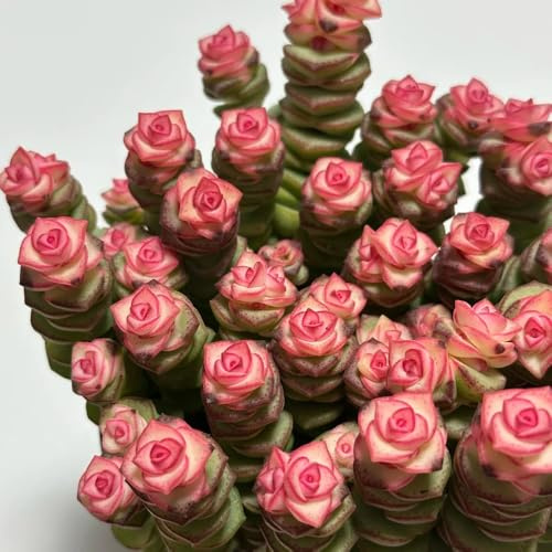 semi succulenti resistenti, succulente, balcone rare di perenni 500pcs