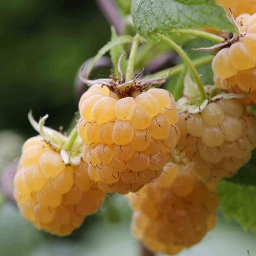 GARTEN SCHLÜTER® Himbeere 'Golden Everest' - die Gelbe