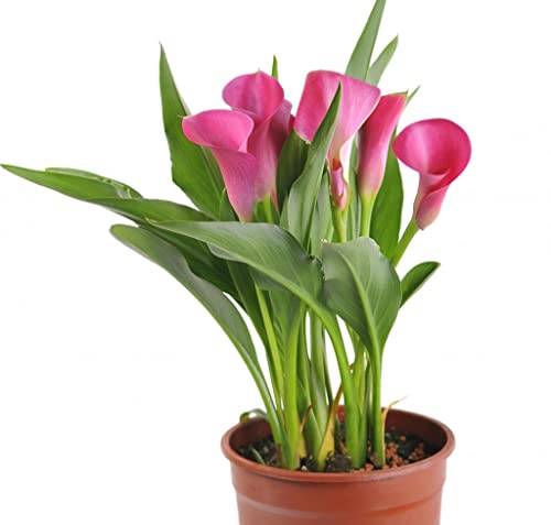Cala Natural (Zantedeschia) Planta de Interior de Floración Primaveral