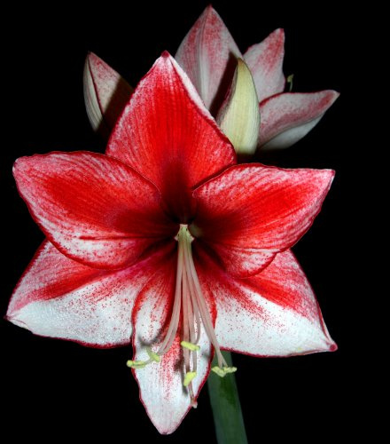 Amarylliszwiebeln : Ritterstern (Amaryllis) – Hippeastrum  Stardust  1 Blumenzwiebel