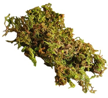 DOITOOL 3bags Dried Natural Moss for Micro-Landscape Decor Bonsai Baskets Lichen Plants for Dried Moss Crafts and Wreath Making