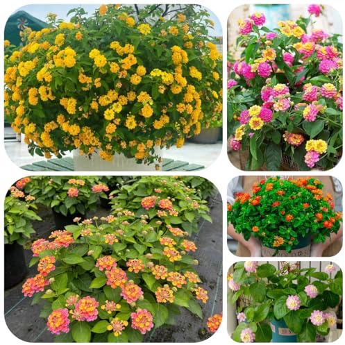 Semi di resistenti alla lantana semi di recisi lantana, ombra selvatici da balcone decorazione giardino per esterni, tappeto 40pcs