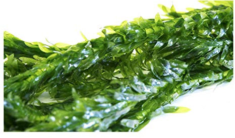 Lincolnshire Pond Plants Ltd - 10 Bunches of Elodea Densa Oxygenating Pond Plant (Weighted)