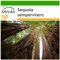 SAFLAX - Secuoya roja - 50 semillas - Con sustrato estéril para cultivo - Sequoia sempervirens