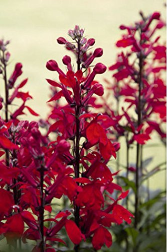 6 LOBELIA FULGENS 'QUEEN VICTORIA' MEDIUM PLUG PLANTS - HARDY PERENNIAL
