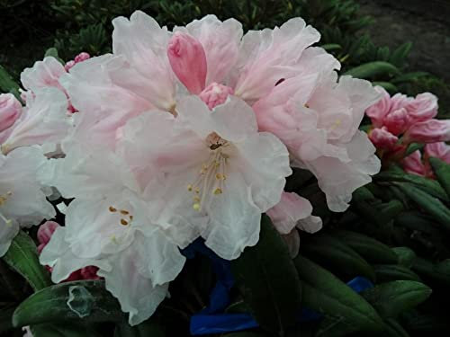 Rhododendron yakushimanum x makinoi - Ball-Rhododendron - 25-30cm