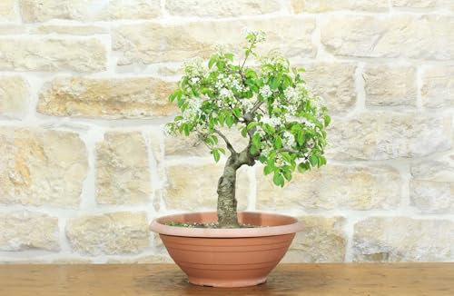 Prebonsái de cerezo silvestre (4)
