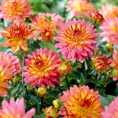 1 x Dahlia Gallery Pablo – Light Coral Red Showy Flowers – Dwarf Bedding Dahlias – Summer Flowering Bulb – Perennials – for Your Beautiful Garden