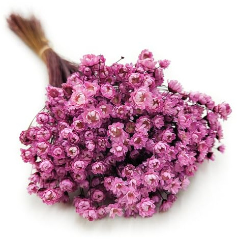 Enchanted Trockenblumen Dekogras Glyxia Comanthera Getrocknetes Gras Ziergras Natürlich Deko Rosa