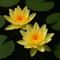 Nénuphar jaune pour étang de jardin, aquarium, étang naturel, mini étang, tubercule avec sortie, rose d'étang, nénuphar
