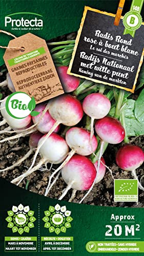 Radis Rond rose à bout blanc BIO- Protecta Graines paysanne