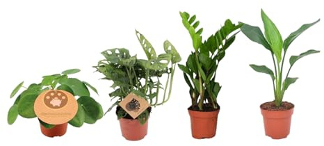 Trendyplants - 4 plantes d'intérieur incontournables - Plante à crêpes - Monstera - Zamioculcas - Strelitzia - Hauteur 20-40 cm - Taille du pot Ø12cm