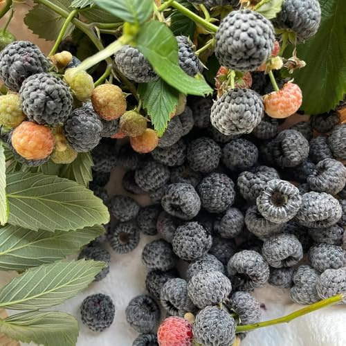 Semi di lampone, semi di da frutto regali per gli amanti del giardino spalliera di regali per giardinieri resistenti per il giardino frutto colonnare 250pcs