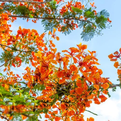 albero dei tulipani - Spathodea campanulata - semi di da giardino decorazione di in vaso resistenti semi come bomboniera decorazioni da giardino per esterni 300semi