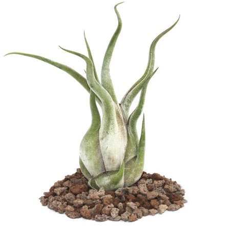 Pianta di Tillandsia caput-medusae, grande