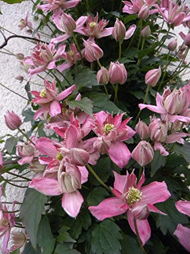 Clématite Broughton Star C 3 Litres