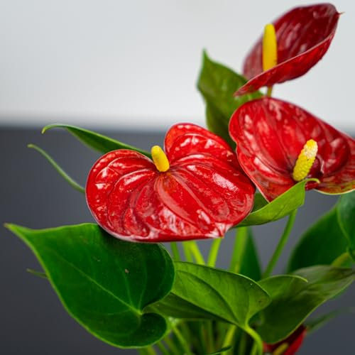 Carbeth Plants Anthurium Diamond Red - Flamingo Flower Plant in 9cm Pot