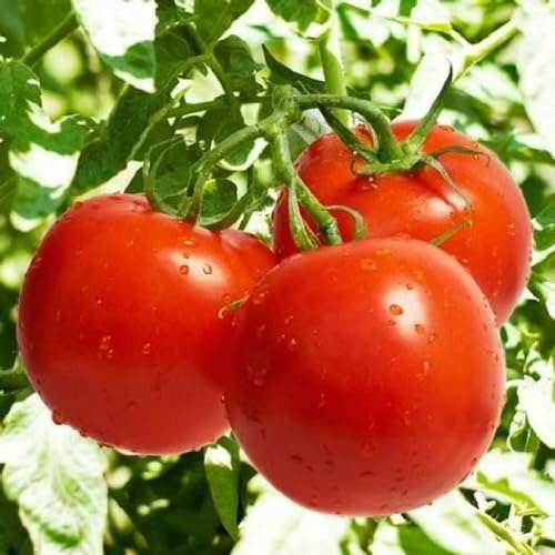 New Fresh 100pcs red Tomato Vegetable Seeds