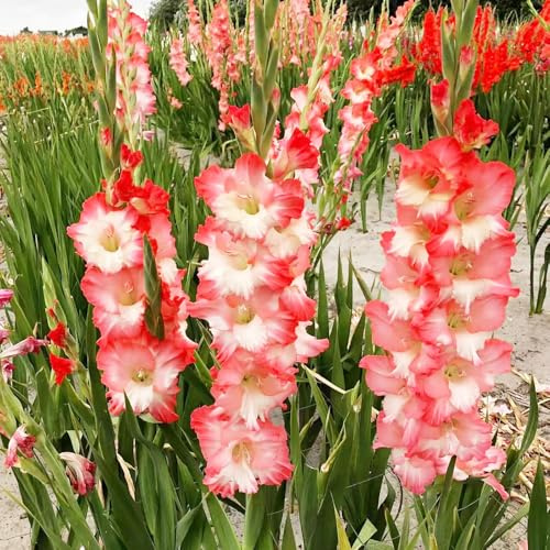 bulbi di gladioli bonsai di interni resistenti letto elevato riverdimento tetti ufficio decorazione bulbi 20pcs