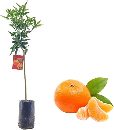 Pianta da Frutto in Fitocella, 2 Anni, Altezza 150 cm, Resistente, per Balconi Terrazze e Piccoli Giardini 1 PIANTA DI (MANDARINO)
