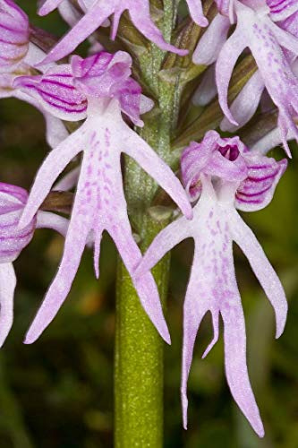 Potseed Orchis Italica - Orquídea Hombre Desnudo, Semillas de Orquídeas Italianas 5/10/20/40 (20)