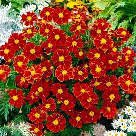 French Marigold 'Favourite' Single - 150 Seeds + Plant Tag + Freebie (Tagetes Patula Nana)