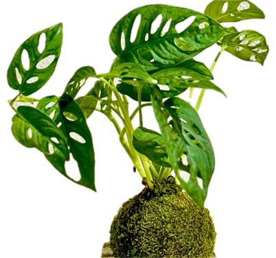 Greendama Kokedama Monstera Adansonii - Realizzato a mano - Made in Italy - Pianta vera da interno (M)